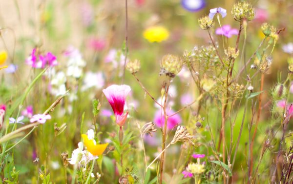 Fleurs des champs