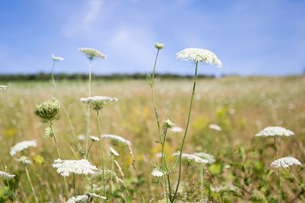 Fleurs des champs