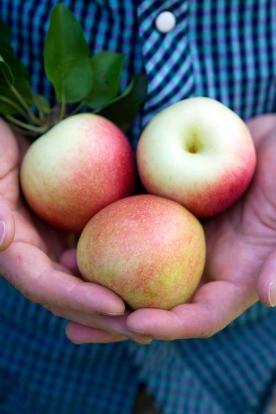 Les pommes