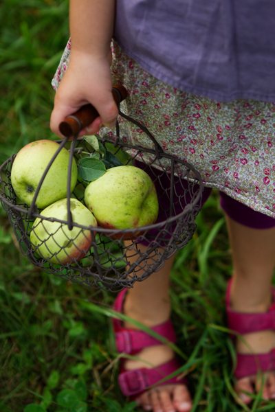 Panier de pommes