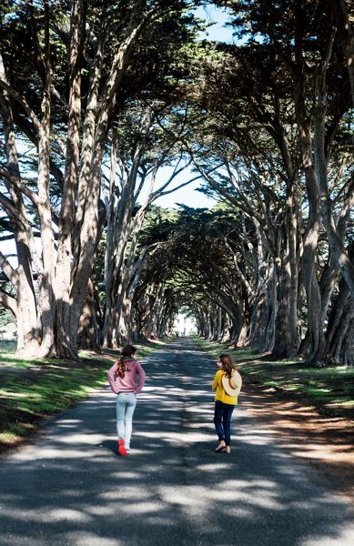 Les filles dans l'allée des cyprès