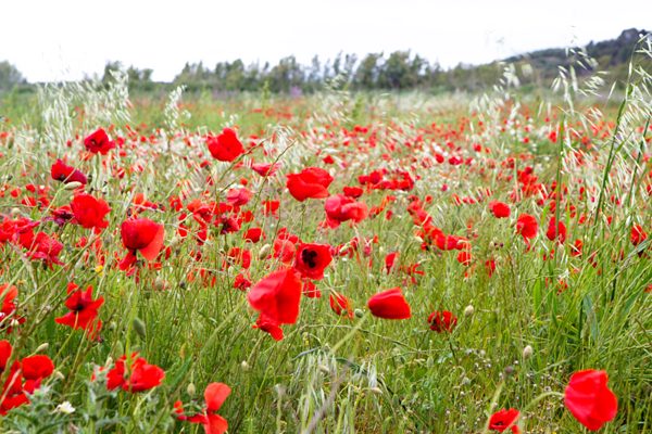 Les coquelicots, France