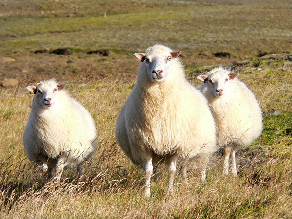 Icelandic Sheep