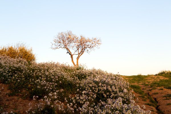 Spring Blossoms, March in Sicily