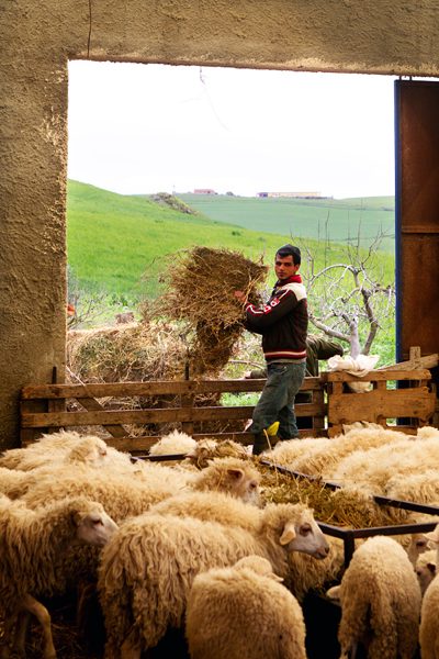Le berger et les moutons, Sicily
