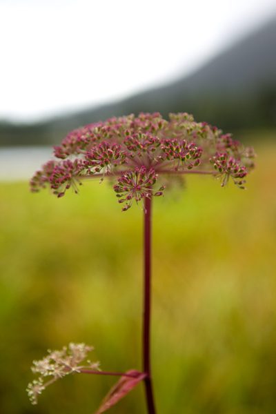 Fleur d'Alaska