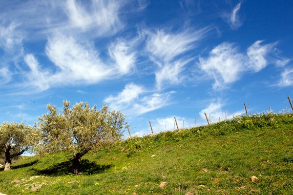 Olive Trees, Sicily