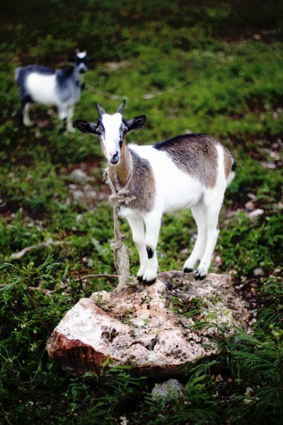 Goat, Jamaica
