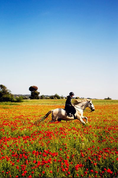 White Horse in a Poppy Field