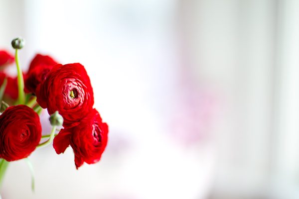 Les fleurs rouges