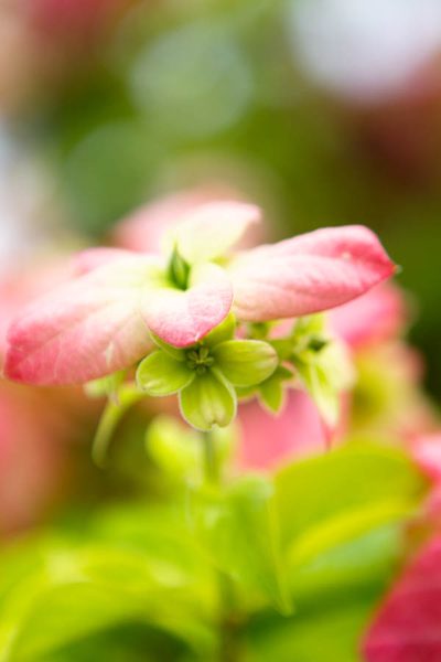 Flower of Jamaica