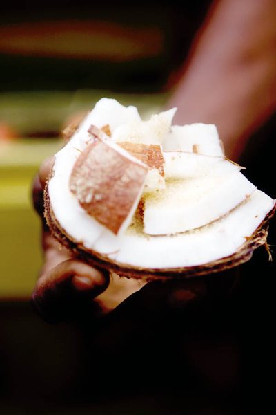 Coconut, Jamaica