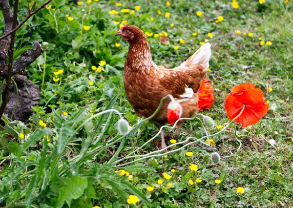 La poule et les coquelicots, Ireland