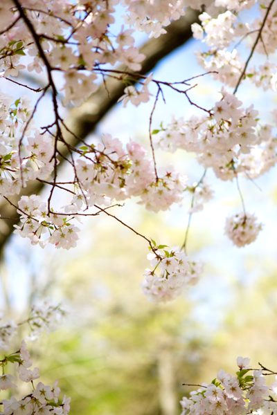 C'est le printemps, Boston, USA