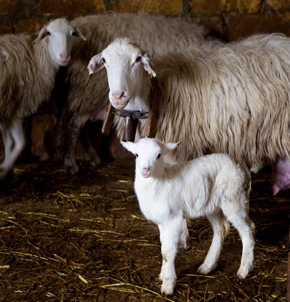 Sheep Farm, Sicily