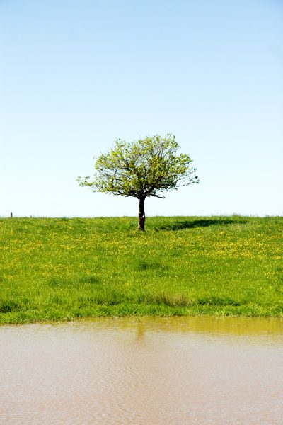 L'arbre, France