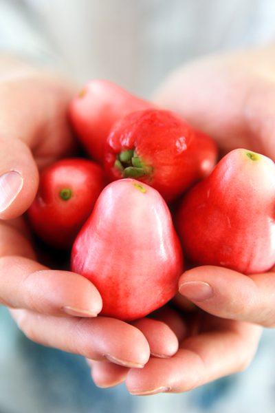 Rose Plums, Tortola