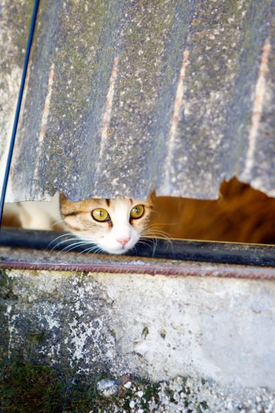 Le chat curieux, Sicily