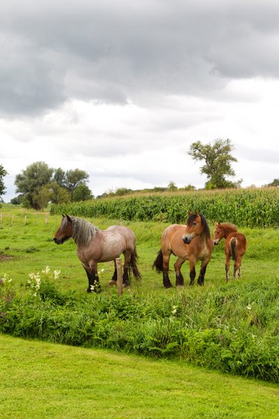 Horses, France