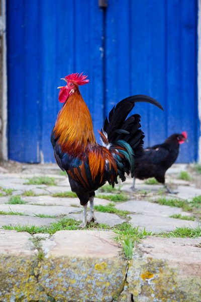 Gino the Rooster, Anna Tasca Lanza Cooking School, Sicily