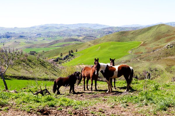 Horses, Sicily