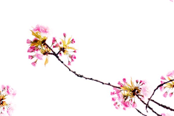 Fleur de printemps
